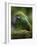 Ecuador Parrot-Art Wolfe-Framed Photographic Print