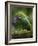 Ecuador Parrot-Art Wolfe-Framed Photographic Print