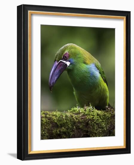 Ecuador Parrot-Art Wolfe-Framed Photographic Print