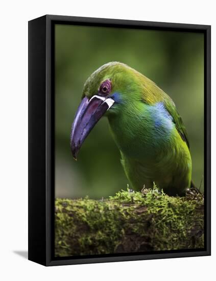 Ecuador Parrot-Art Wolfe-Framed Premier Image Canvas