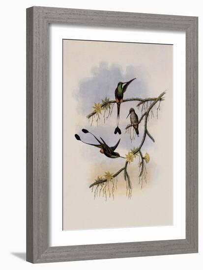 Ecuador Racket-Tail, Spathura Solstitialis-John Gould-Framed Giclee Print