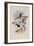 Ecuador Racket-Tail, Spathura Solstitialis-John Gould-Framed Giclee Print