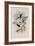 Ecuador Racket-Tail, Spathura Solstitialis-John Gould-Framed Giclee Print