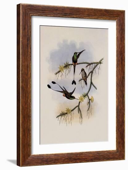 Ecuador Racket-Tail, Spathura Solstitialis-John Gould-Framed Giclee Print