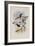 Ecuador Racket-Tail, Spathura Solstitialis-John Gould-Framed Giclee Print