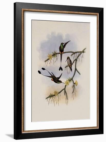 Ecuador Racket-Tail, Spathura Solstitialis-John Gould-Framed Giclee Print