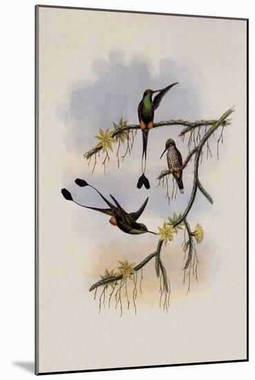 Ecuador Racket-Tail, Spathura Solstitialis-John Gould-Mounted Giclee Print