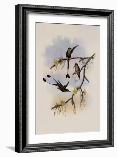 Ecuador Racket-Tail, Spathura Solstitialis-John Gould-Framed Giclee Print