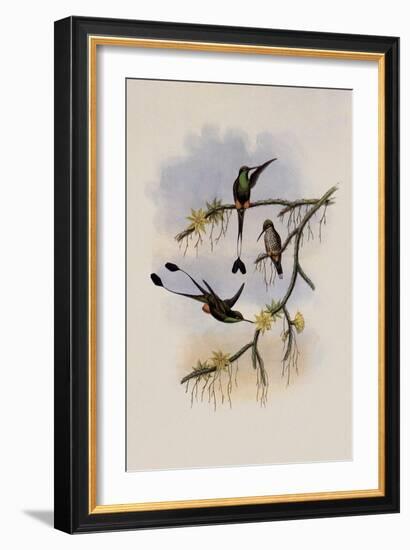 Ecuador Racket-Tail, Spathura Solstitialis-John Gould-Framed Giclee Print