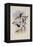 Ecuador Racket-Tail, Spathura Solstitialis-John Gould-Framed Premier Image Canvas