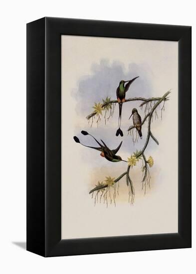 Ecuador Racket-Tail, Spathura Solstitialis-John Gould-Framed Premier Image Canvas