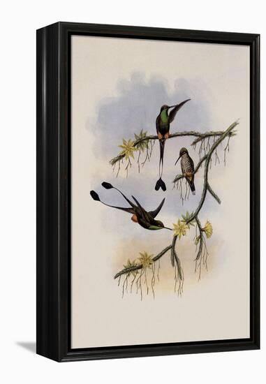 Ecuador Racket-Tail, Spathura Solstitialis-John Gould-Framed Premier Image Canvas