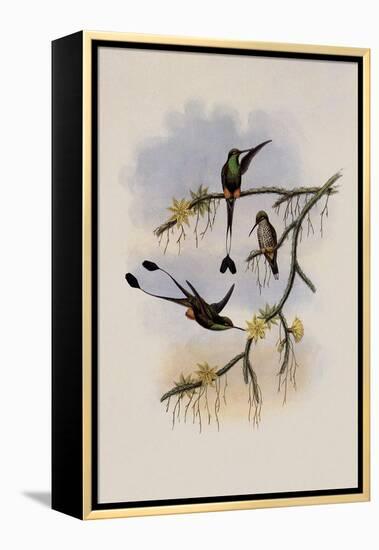 Ecuador Racket-Tail, Spathura Solstitialis-John Gould-Framed Premier Image Canvas