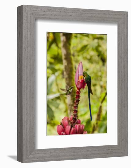 Ecuador, Tandayapa Bird Lodge. Hummingbirds on banana flower.-Jaynes Gallery-Framed Photographic Print