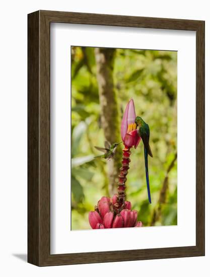 Ecuador, Tandayapa Bird Lodge. Hummingbirds on banana flower.-Jaynes Gallery-Framed Photographic Print