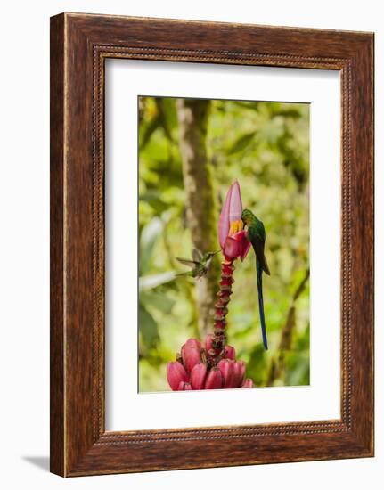 Ecuador, Tandayapa Bird Lodge. Hummingbirds on banana flower.-Jaynes Gallery-Framed Photographic Print