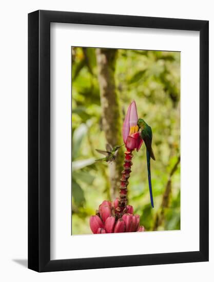 Ecuador, Tandayapa Bird Lodge. Hummingbirds on banana flower.-Jaynes Gallery-Framed Photographic Print