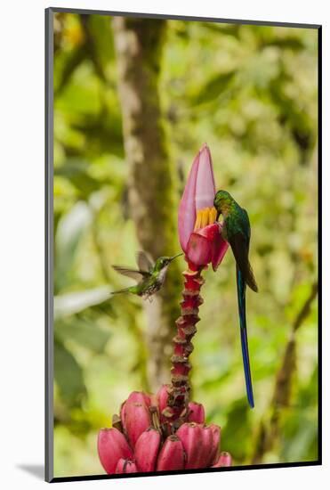 Ecuador, Tandayapa Bird Lodge. Hummingbirds on banana flower.-Jaynes Gallery-Mounted Photographic Print