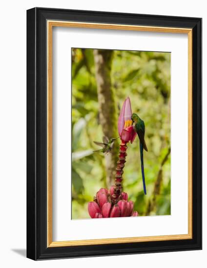 Ecuador, Tandayapa Bird Lodge. Hummingbirds on banana flower.-Jaynes Gallery-Framed Photographic Print