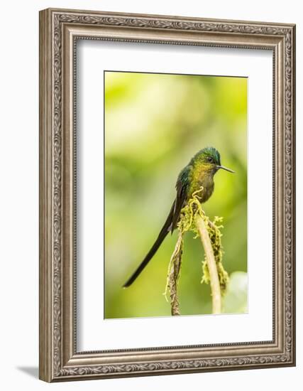 Ecuador, Tandayapa Bird Lodge. Violet-tailed sylph on limb.-Jaynes Gallery-Framed Photographic Print