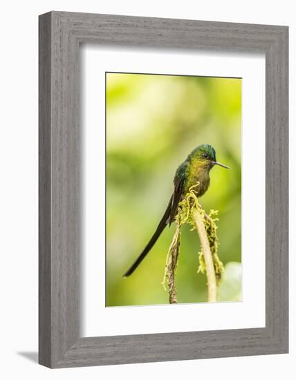 Ecuador, Tandayapa Bird Lodge. Violet-tailed sylph on limb.-Jaynes Gallery-Framed Photographic Print