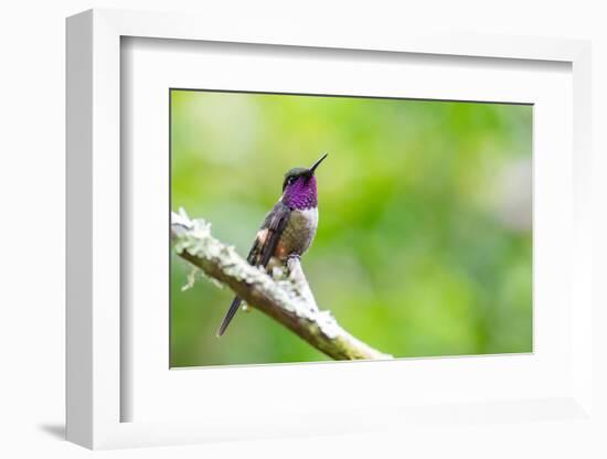 Ecuador, Tandayapa Valley, Alambi Reserve. Purple-throated woodstar-Cindy Miller Hopkins-Framed Photographic Print