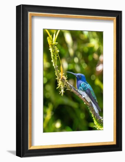 Ecuador, Tandayapa Valley, Alambi Reserve. White-necked Jacobin hummingbird-Cindy Miller Hopkins-Framed Photographic Print