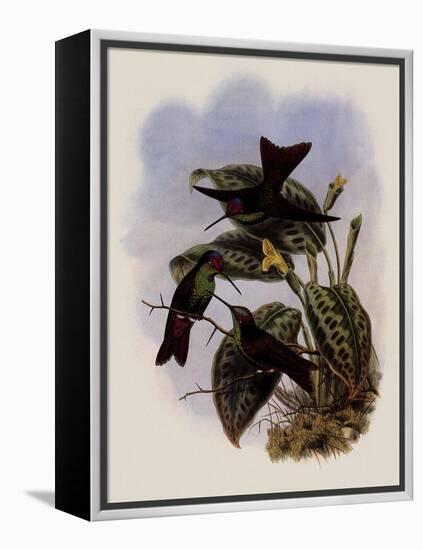 Ecuadorean Rainbow, Diphlog?na Hesperus-John Gould-Framed Premier Image Canvas