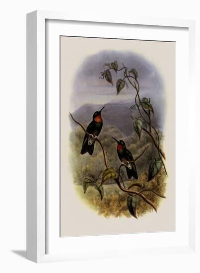 Ecuadorian Star-Frontlet, Heliangelus Micrastur-John Gould-Framed Giclee Print