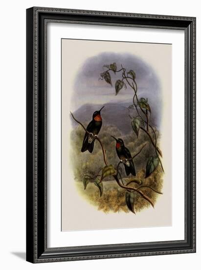 Ecuadorian Star-Frontlet, Heliangelus Micrastur-John Gould-Framed Giclee Print