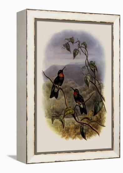 Ecuadorian Star-Frontlet, Heliangelus Micrastur-John Gould-Framed Premier Image Canvas