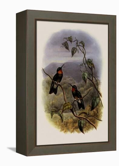 Ecuadorian Star-Frontlet, Heliangelus Micrastur-John Gould-Framed Premier Image Canvas