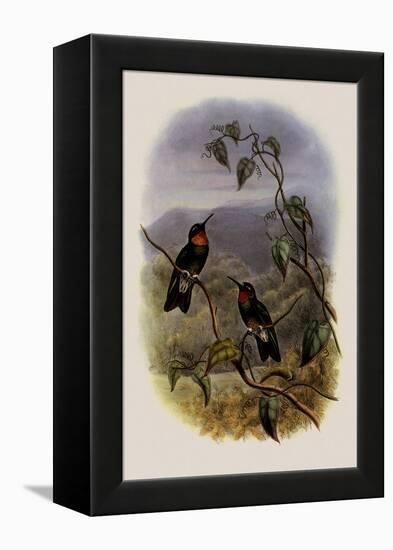 Ecuadorian Star-Frontlet, Heliangelus Micrastur-John Gould-Framed Premier Image Canvas