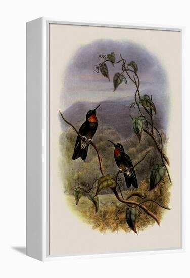 Ecuadorian Star-Frontlet, Heliangelus Micrastur-John Gould-Framed Premier Image Canvas