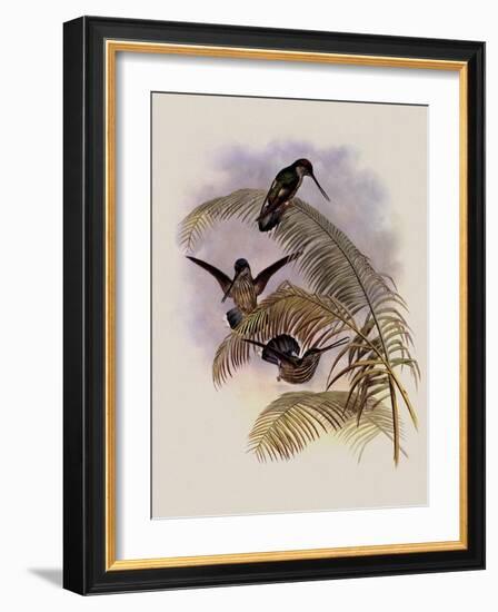 Ecuadorian Tooth-Bill, Androdon ?quatorialis-John Gould-Framed Giclee Print