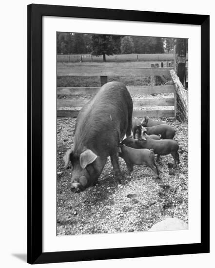 Photographic Print, , large