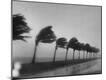 Premium Photographic Print