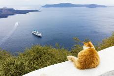 A ginger cat resting on a wall, overlooking a cruise ship in the Aegean Sea, Santorini, Cyclades-Ed Hasler-Photographic Print