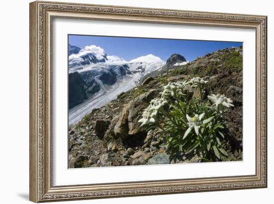 Edelweiss And Glacier-Dr. Juerg Alean-Framed Photographic Print