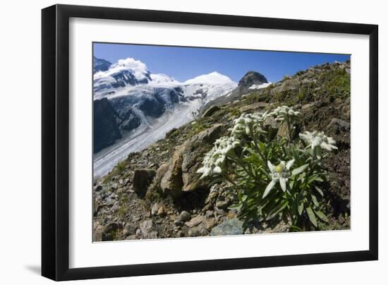 Edelweiss And Glacier-Dr. Juerg Alean-Framed Photographic Print