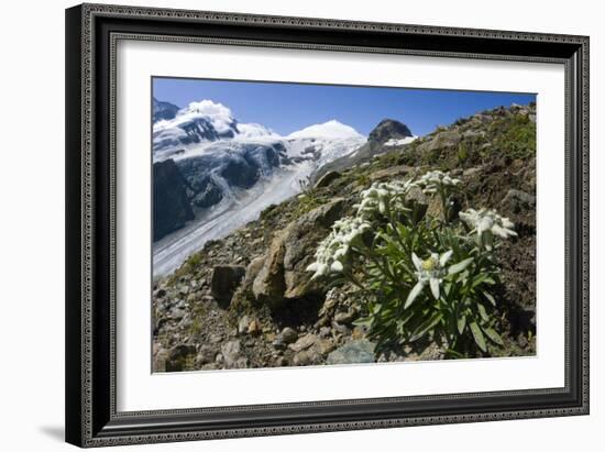 Edelweiss And Glacier-Dr. Juerg Alean-Framed Photographic Print