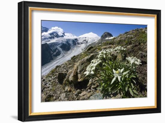 Edelweiss And Glacier-Dr. Juerg Alean-Framed Photographic Print