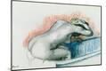 Giclee Print