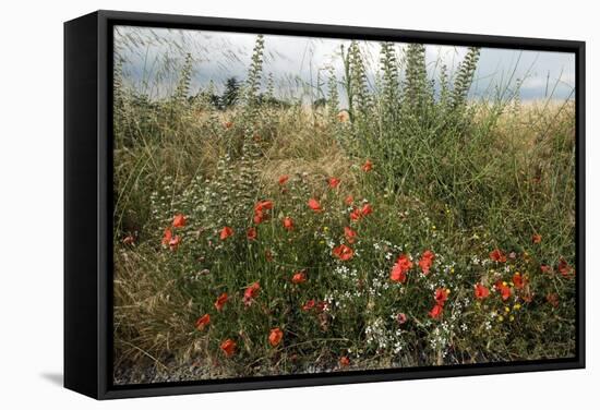 Edge of Field with Wildflowers-Paul Harcourt Davies-Framed Premier Image Canvas