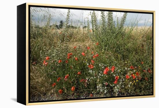 Edge of Field with Wildflowers-Paul Harcourt Davies-Framed Premier Image Canvas