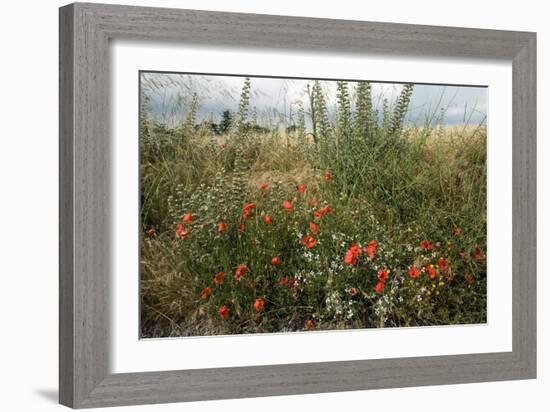 Edge of Field with Wildflowers-Paul Harcourt Davies-Framed Photographic Print