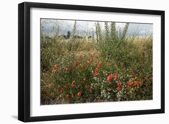 Edge of Field with Wildflowers-Paul Harcourt Davies-Framed Photographic Print