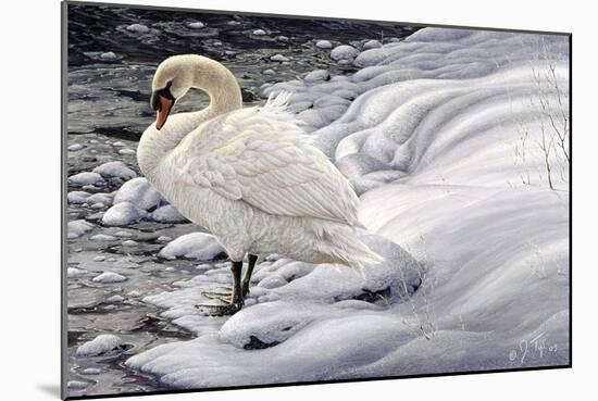 Edge of Light - Mute Swan-Jeff Tift-Mounted Giclee Print