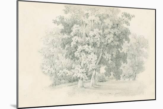 Edge of the Woods Sketch-Wild Apple Portfolio-Mounted Art Print