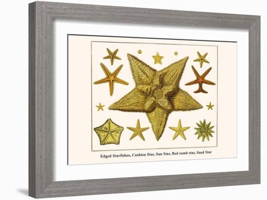 Edged Starfishes, Cushion Star, Sun Star, Red Comb Star, Sand Star-Albertus Seba-Framed Art Print